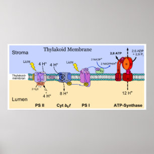 Poster Diagramme de la membrane Thylakoïde de Chloroplast