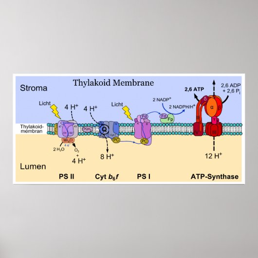 Poster Diagramme de la membrane Thylakoïde de Chloroplast (Devant)