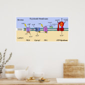 Poster Diagramme de la membrane Thylakoïde de Chloroplast (Cuisine)