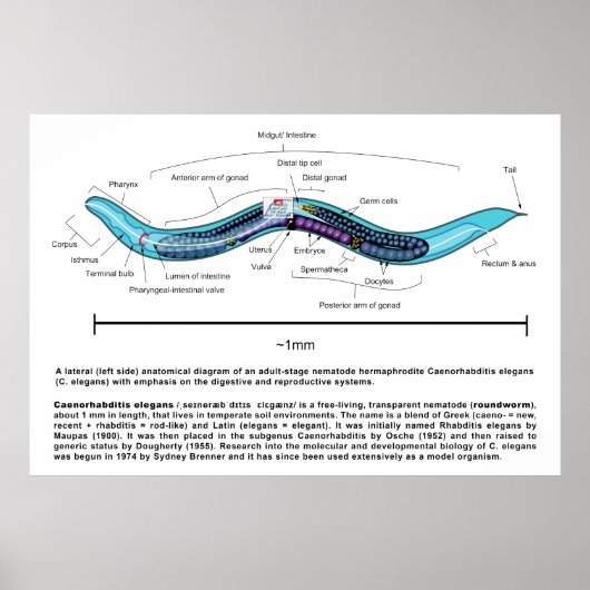 Poster Diagramme de la nématode de la vers ronde Caenorha (Devant)