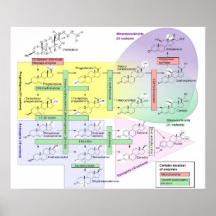 Poster Diagramme de la stéroïdogenèse humaine biologique