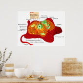 Poster Diagramme de la structure cellulaire d'une cellule (Cuisine)
