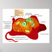 Poster Diagramme de la structure cellulaire d'une cellule (Devant)
