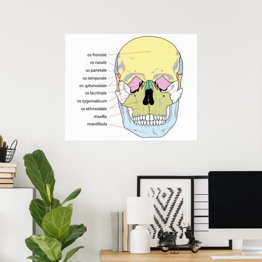 Poster Diagramme de la structure osseuse devant un crâne  (Bureau à domicile)