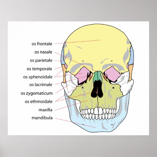 Poster Diagramme de la structure osseuse devant un crâne  (Devant)