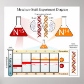 Poster Diagramme de l'ADN expérimental Meselson Stahl (Devant)
