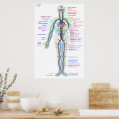 Poster Diagramme de l'affiche Artères du système circulat (Cuisine)