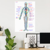 Poster Diagramme de l'affiche Artères du système circulat (Bureau à domicile)