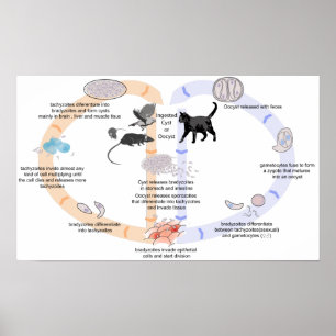 Poster Diagramme de l'affiche cycle de vie de Toxoplasma 