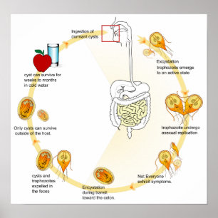 Poster Diagramme de l'affiche Giardia Cycle de vie Parasi