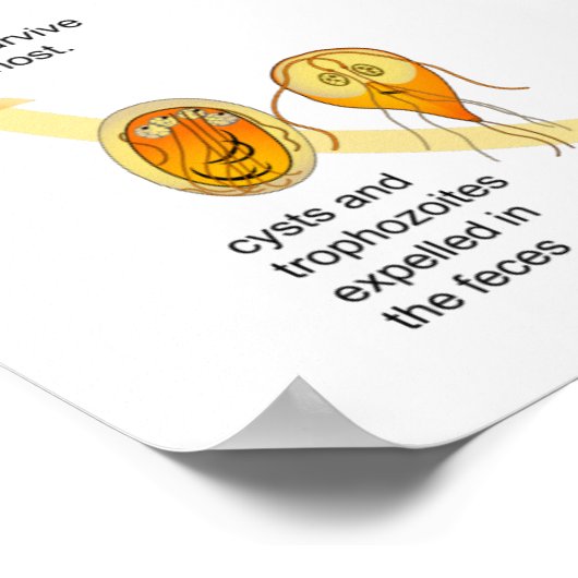 Poster Diagramme de l'affiche Giardia Cycle de vie Parasi (Coin)