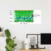 Poster Diagramme de l'anatomie de la feuille sur un Plant (Bureau à domicile)