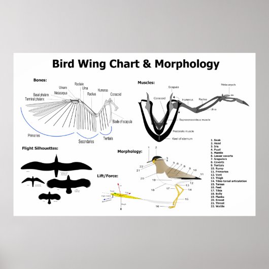 Poster Diagramme de l'anatomie des ailes d'oiseaux (Devant)