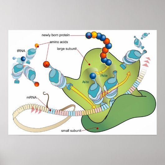 Poster Diagramme de l'ARNm des molécules d'ARNt et des pr (Devant)