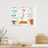 Poster Diagramme de l'organisation du système nerveux (Cuisine)
