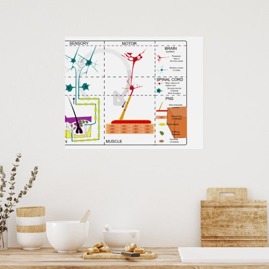 Poster Diagramme de l'organisation du système nerveux (Cuisine)
