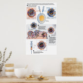 Poster Diagramme de réassortiment génétique pour les vacc (Cuisine)