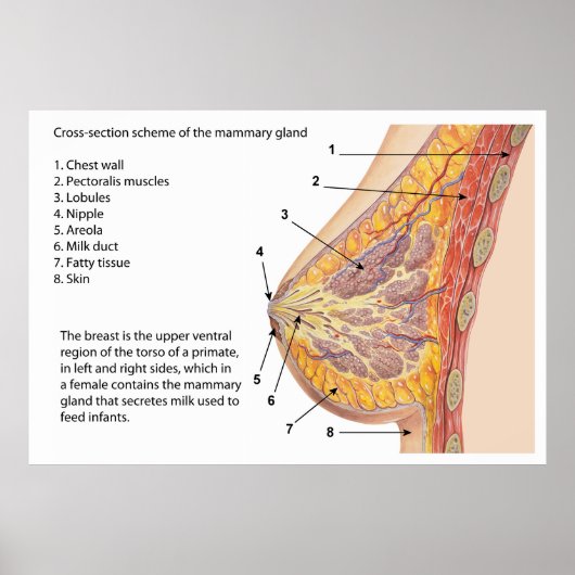 Poster Diagramme de section transversale de l'argile mamm (Devant)
