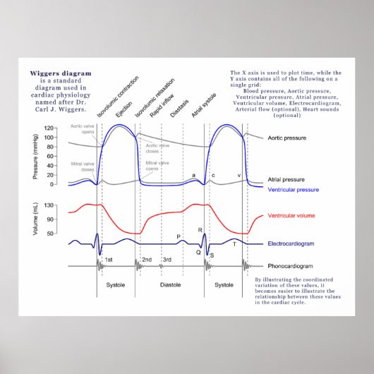 Poster Diagramme de Wiggers (Devant)