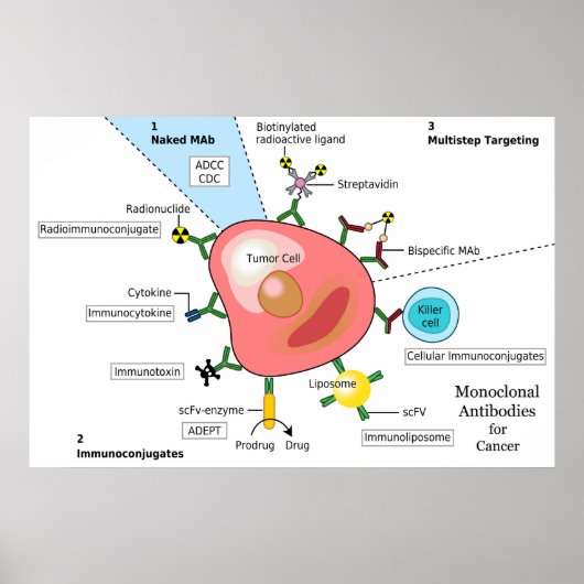Poster Diagramme des anticorps monoclonaux contre le canc (Devant)