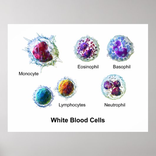 Poster Diagramme des cellules de sang blanc Leukocytes (Devant)