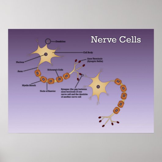 Poster Diagramme des cellules nerveuses (Devant)
