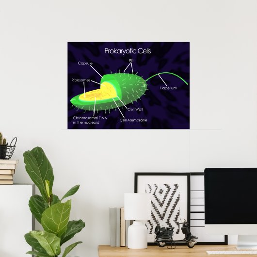 Poster Diagramme des cellules procaryotes (Bureau à domicile)