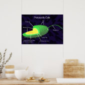 Poster Diagramme des cellules procaryotes (Cuisine)