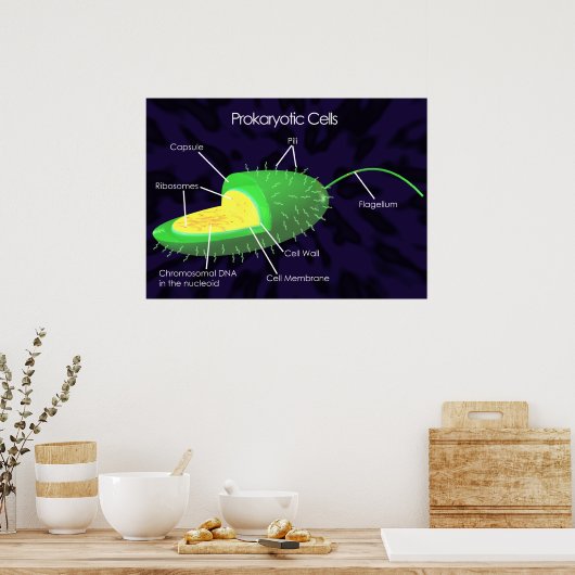 Poster Diagramme des cellules procaryotes (Cuisine)