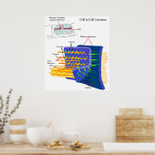 Poster Diagramme des complexes de protéines de jonctions  (Cuisine)