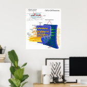 Poster Diagramme des complexes de protéines de jonctions  (Bureau à domicile)