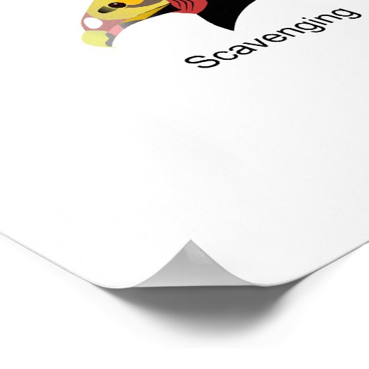 Poster Diagramme des différentes adaptations des becs d'o (Coin)