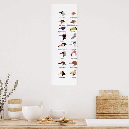 Poster Diagramme des différentes adaptations des becs d'o (Cuisine)