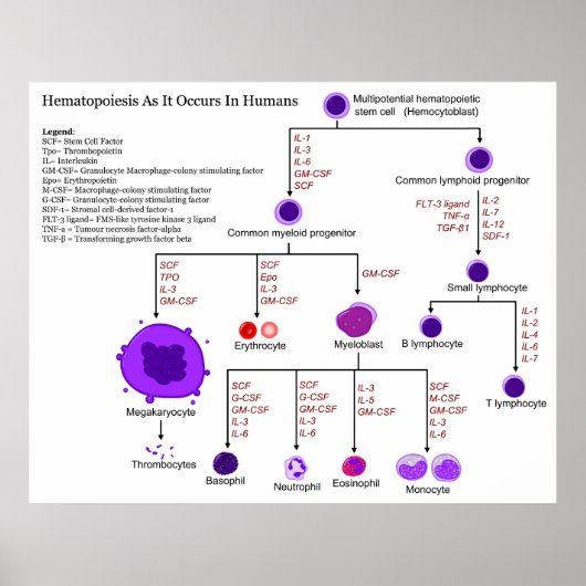 Poster Diagramme des facteurs de croissance hématopoïétiq (Devant)