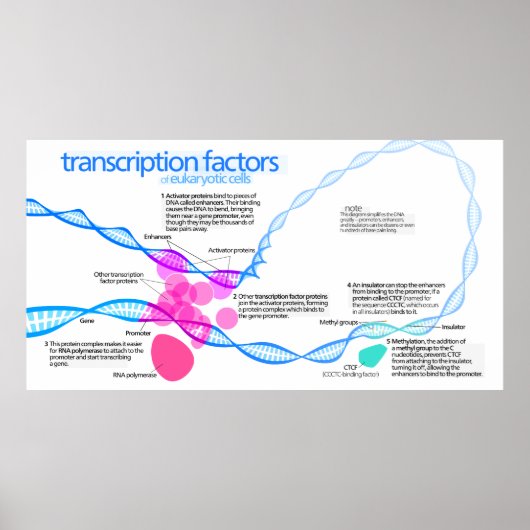 Poster Diagramme des facteurs de transcription génétique (Devant)