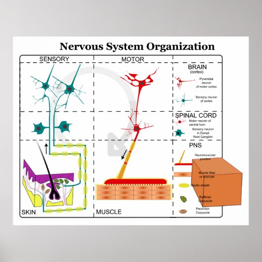 Poster Diagramme des fonctions de base du système nerveux (Devant)