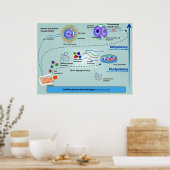 Poster Diagramme des méthodes de différenciation cellulai (Cuisine)