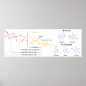 Poster Diagramme des molécules nucléotidiques majeures (Devant)