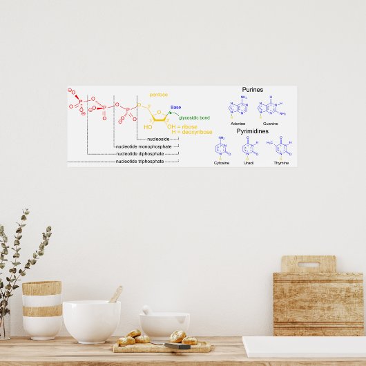 Poster Diagramme des molécules nucléotidiques majeures (Cuisine)