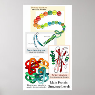 Poster Diagramme des niveaux principaux de structure de