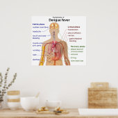 Poster Diagramme des principaux symptômes de la fièvre de (Cuisine)