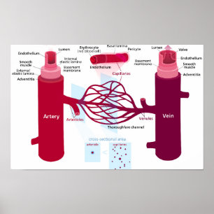 Poster Diagramme des vaisseaux sanguins, artères, veines,