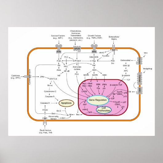 Poster Diagramme des voies de transduction des signaux mo (Devant)