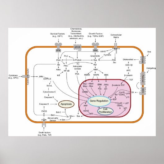 Poster Diagramme des voies de transduction du signal du g (Devant)