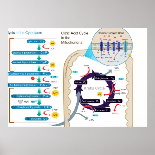 Poster Diagramme détaillé de la respiration cellulaire (Devant)