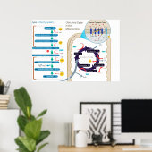 Poster Diagramme détaillé de la respiration cellulaire (Bureau à domicile)