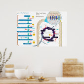 Poster Diagramme détaillé de la respiration cellulaire (Cuisine)