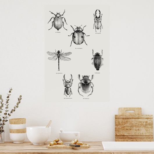 Poster Diagramme d'insectes (Cuisine)