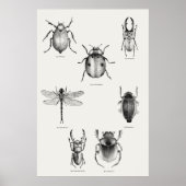 Poster Diagramme d'insectes (Devant)