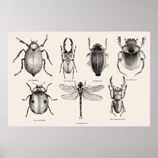 Poster Diagramme d'insectes II (Devant)